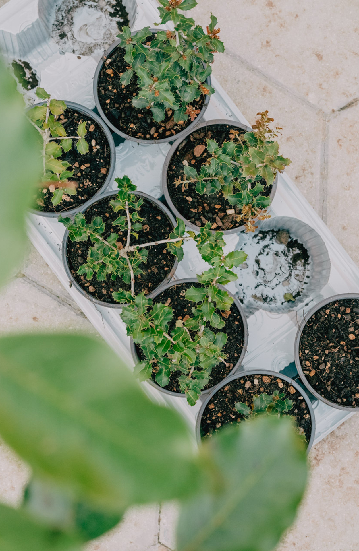 Terra Pioniera _ presentazione Montesano-3